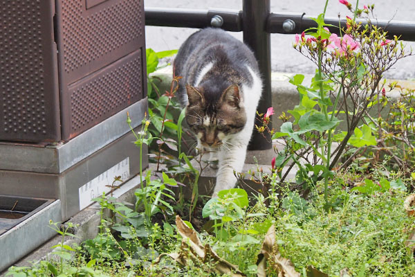 オンブレ　予定通り進む