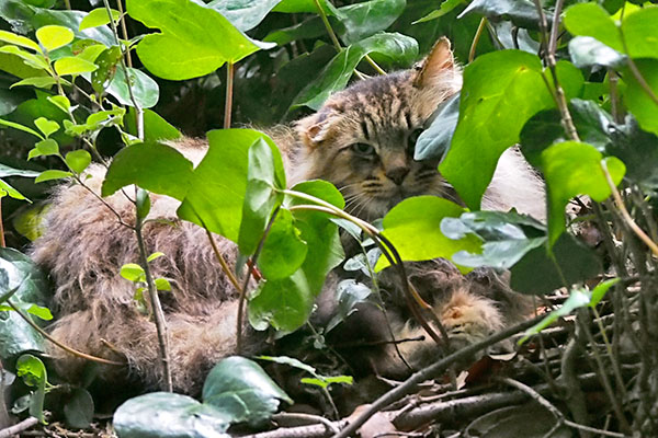 merenge under the leaves