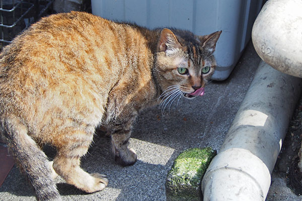 ヴェルデ　ぺろんちょしながら振り向く