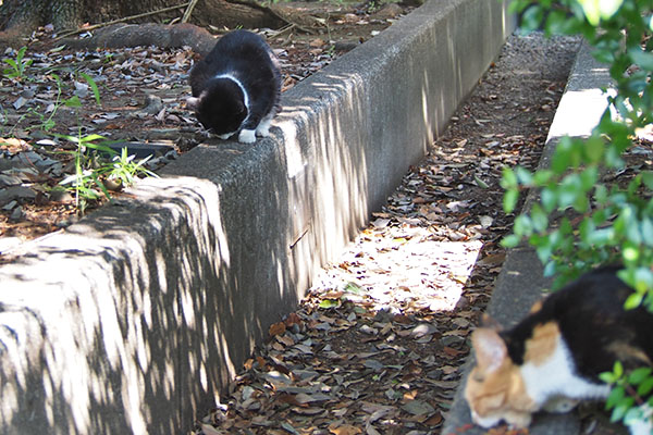 遠くにポチも居る