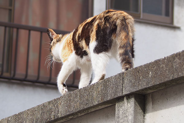 れもん　戻る後ろ姿