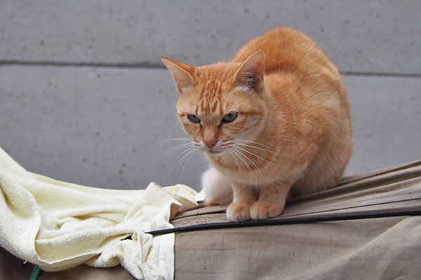 ソラちゃん　外猫さんチェック