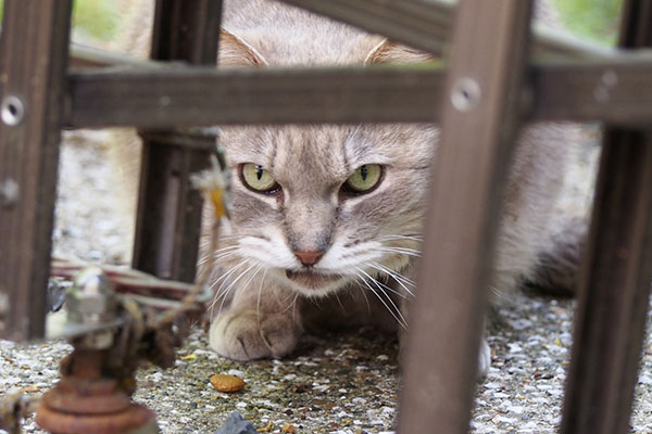 グリ　カリカリ進呈