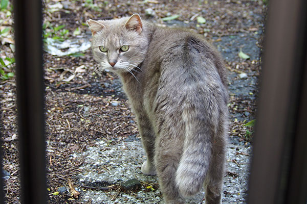 グリ　行くにゃ