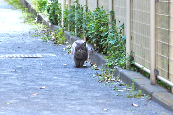 マフ　見つけて走って来た