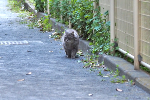 マフ　見つけて走って来た２