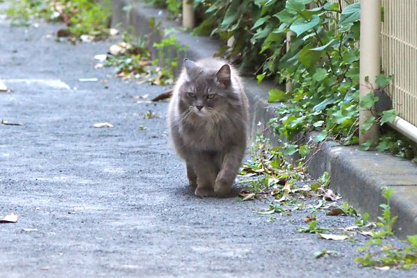 マフ　見つけて走って来た３