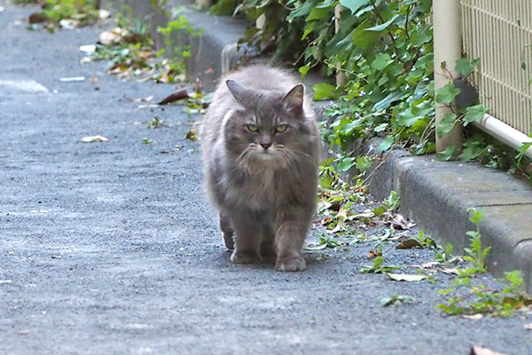 マフ　見つけて走って来た４