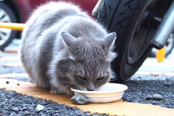 マフ　お食事中