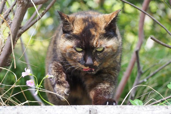 ロミ　正面怖ぺろん