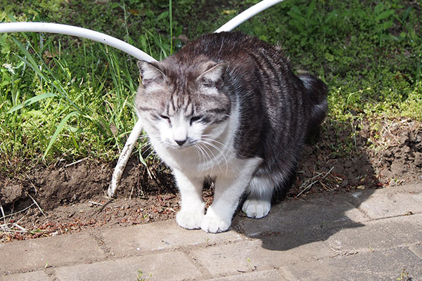 タンタル　少し前傾姿勢