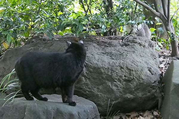 クーロン　石の上　オットを見てる