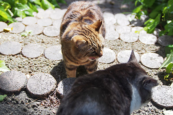 タンタルが来たのでした