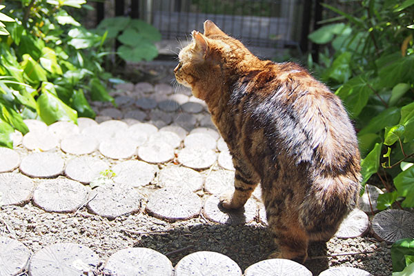 クラタン　止まる