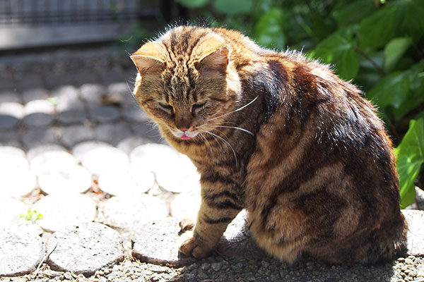 クラタン　ぺろんちょ