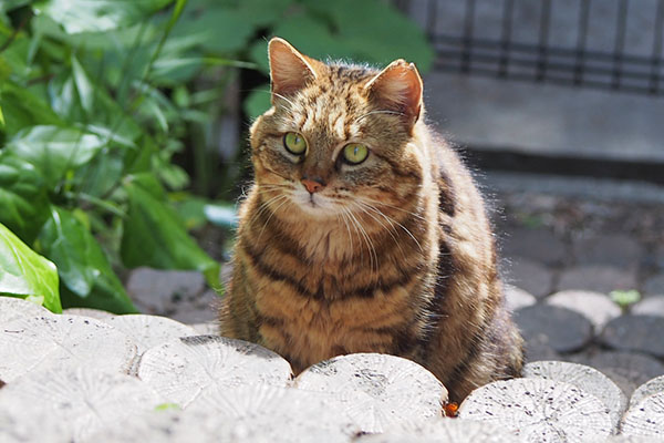 クラタン　お座りして待つ