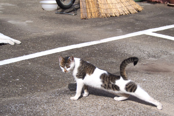 セイ　伸びしながら前進