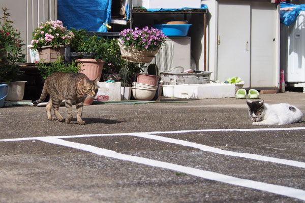 隣りの兄猫らい太右しろまる