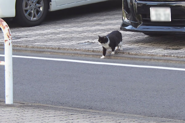 ポチ　道路を渡ろうと