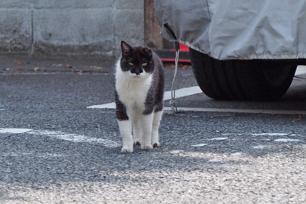 コテ　駐車場の奥