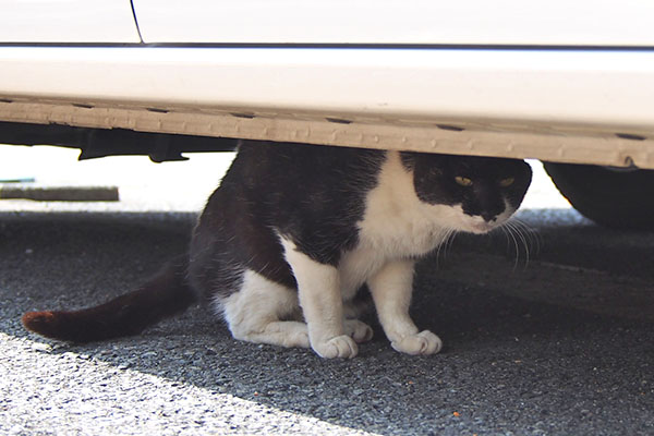 コテ　道路見てる