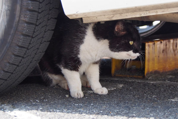 コテ　ググっと道路みる