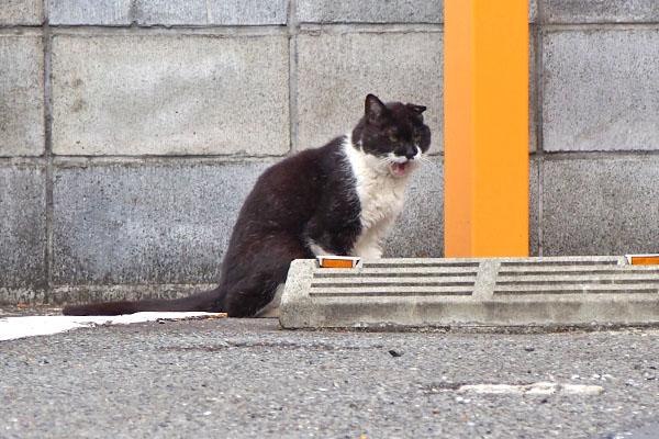 コテ　ぺろぺろしてるのか