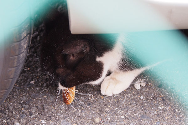 コテ　カツオ大きかったか