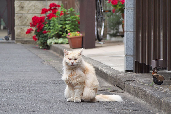 ナリコマ君　別日　道路に花と