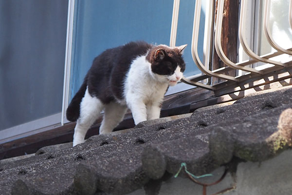 ニコル　伸び終わり