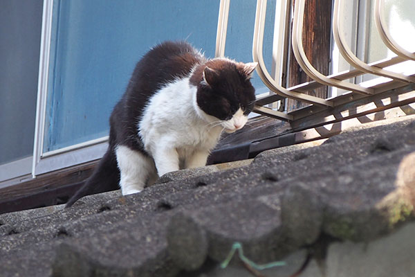 ニコル　もうひと眠りをば