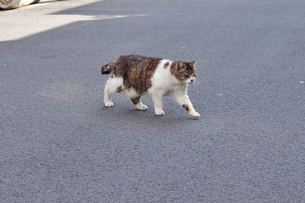 モモ道路を横断中