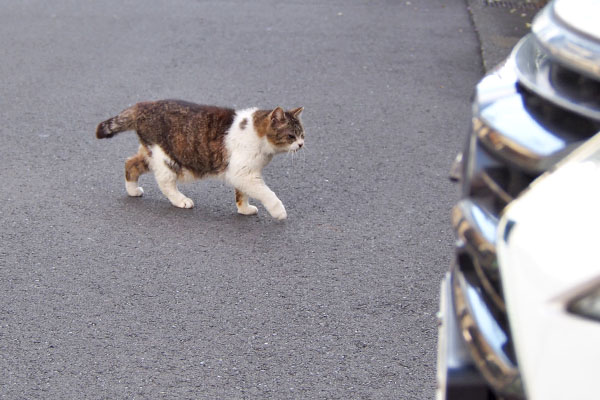 モモ道路をはい到着