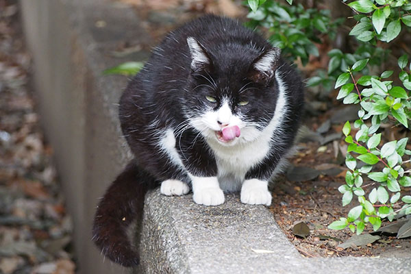 ポチ　食べた後