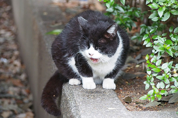 ポチ　食べた後２