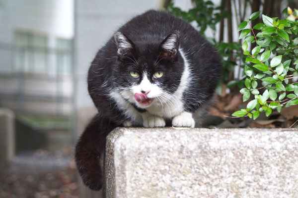 ポチ　お代わり食べた後