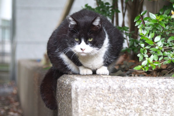 ポチ　お代わり食べた後２