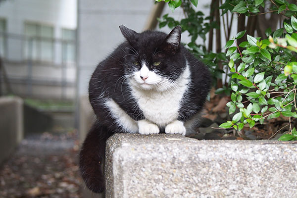 ポチ　お代わり食べた後３