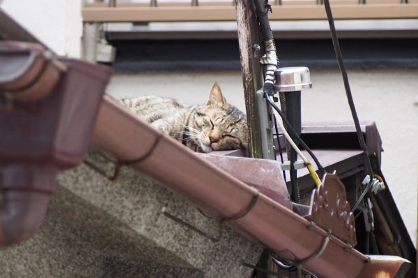 屋根の上にシマヲ