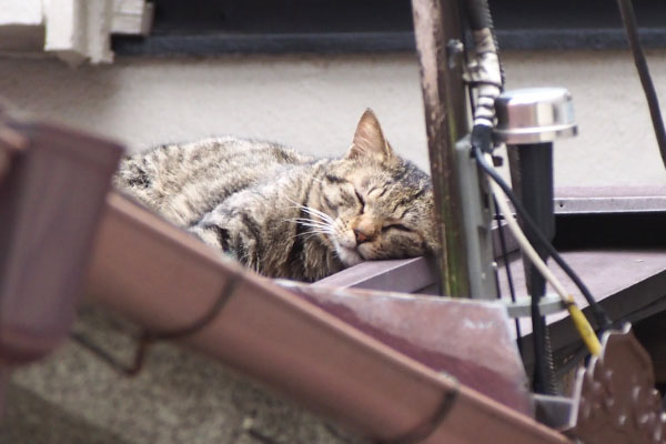 シマヲ　薄目で見た