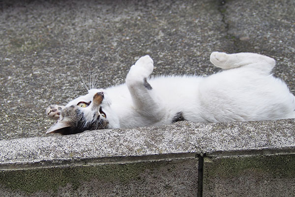 しろまる　どこでも転がる