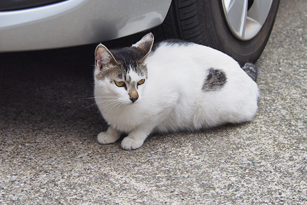 しろまる　車の脇にちょこん