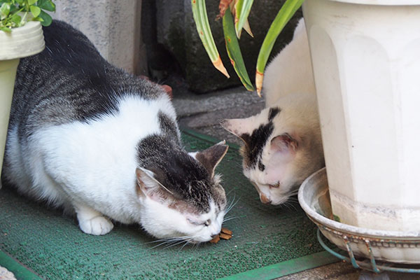 ママが毒味する