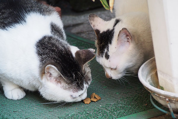 代わりばんこに食べる親子