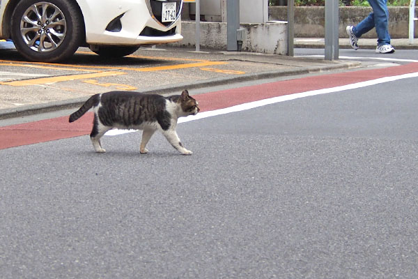 走らない　オンブレ