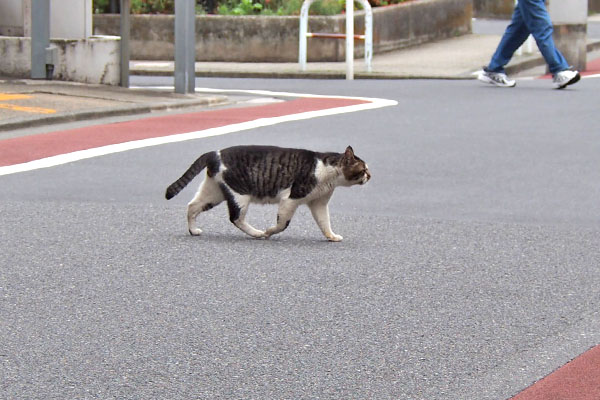 堂々と歩く　オンブレ