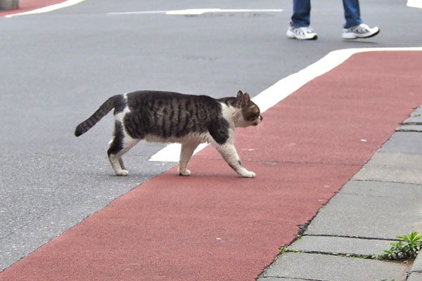 ほぼ渡りきる　オンブレ