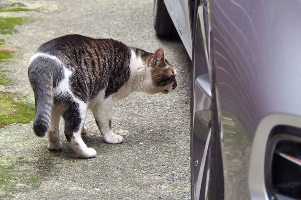 車の下を覗く　オンブレ