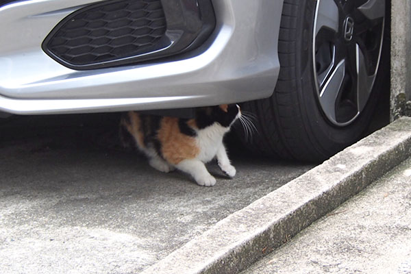 慌てる三毛猫　れもん