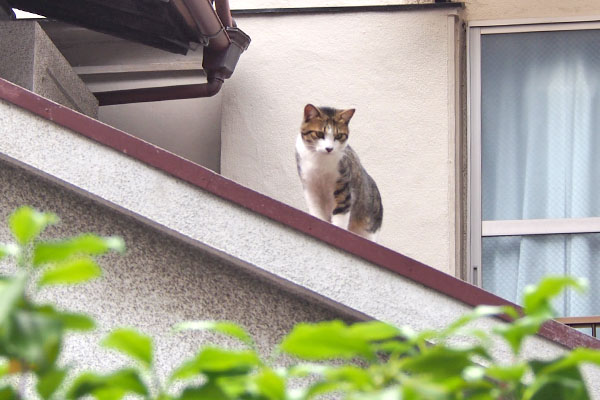 コルビ　屋根の上にみっけ